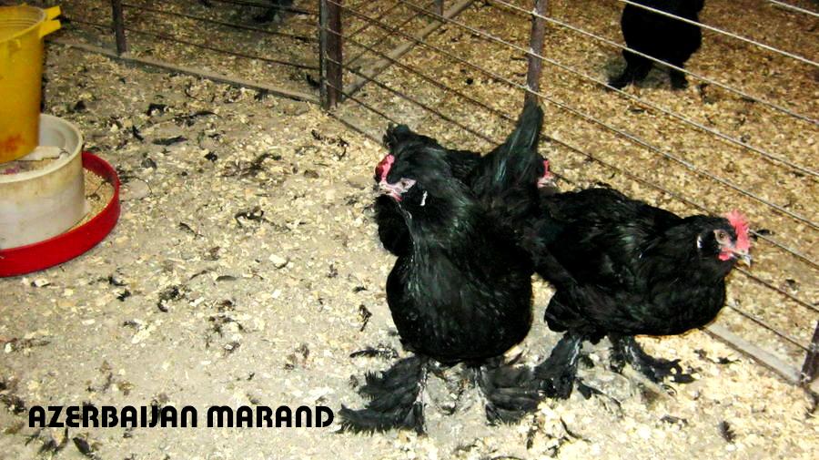 marand breeds 
(black azerbaijan)