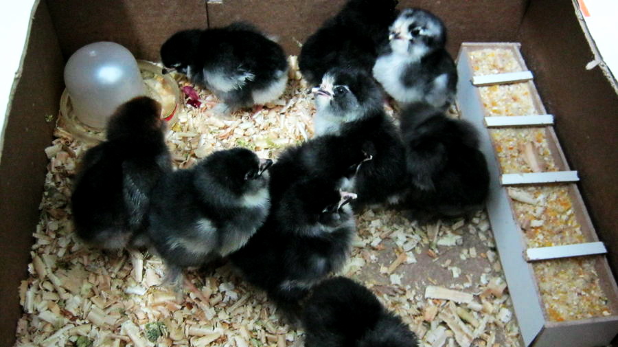 marand 
chicks