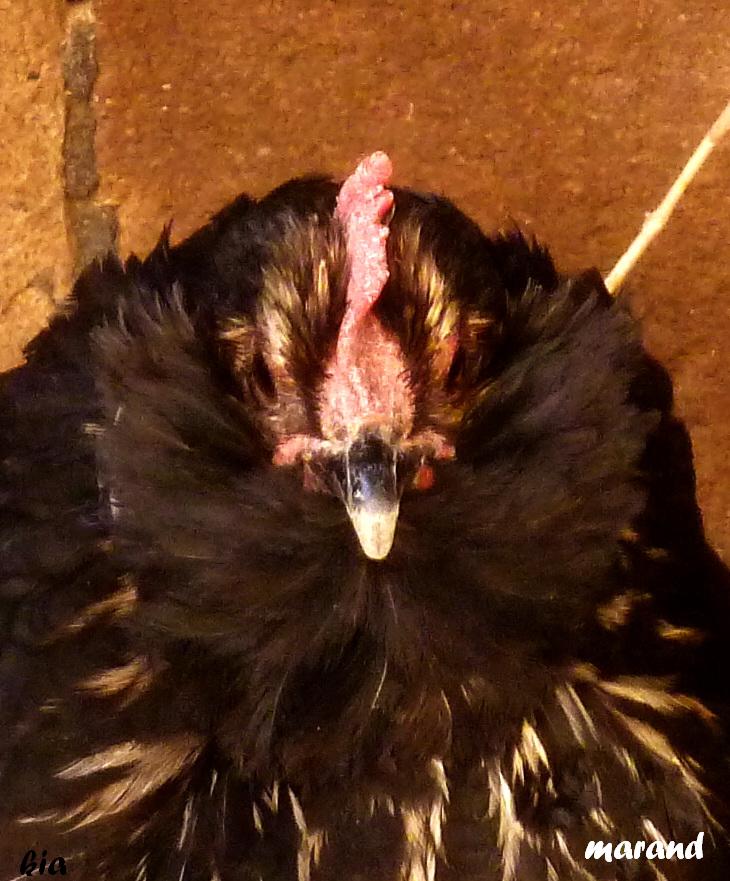 marand hen 
1.