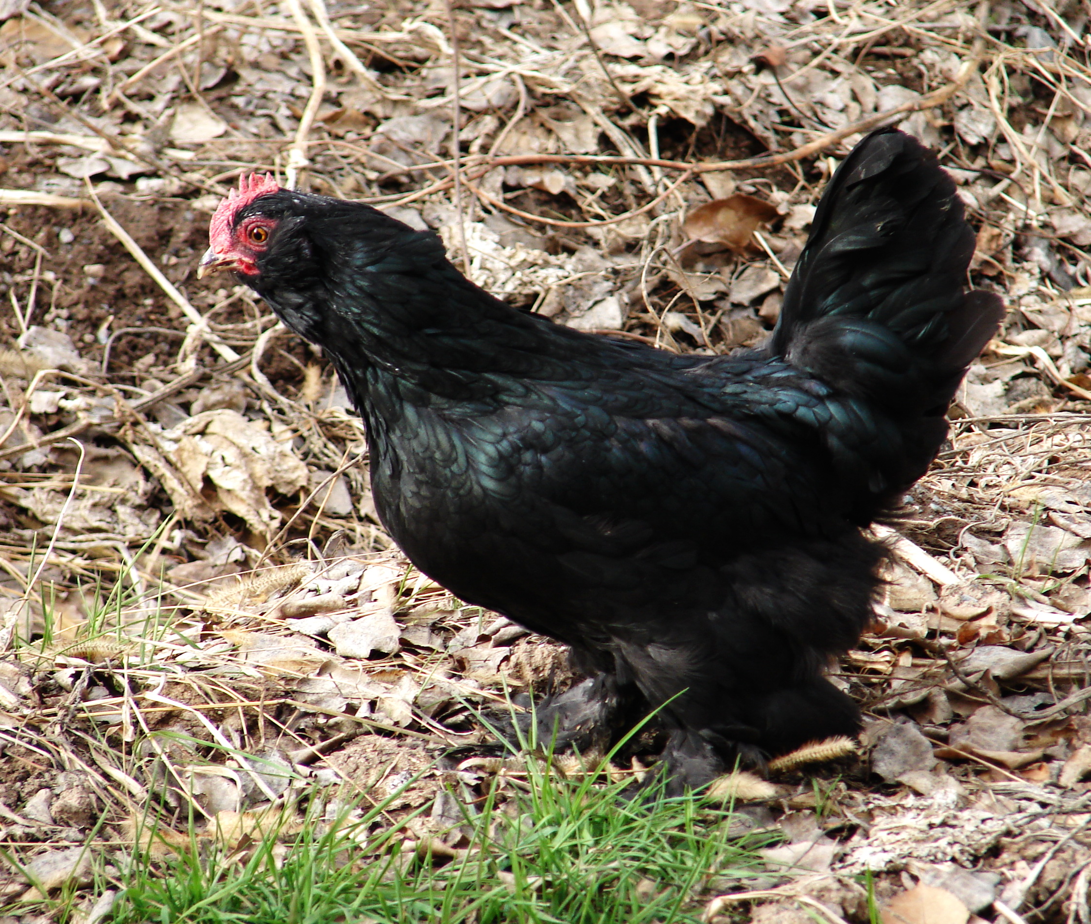 marand hen 
bahman -a