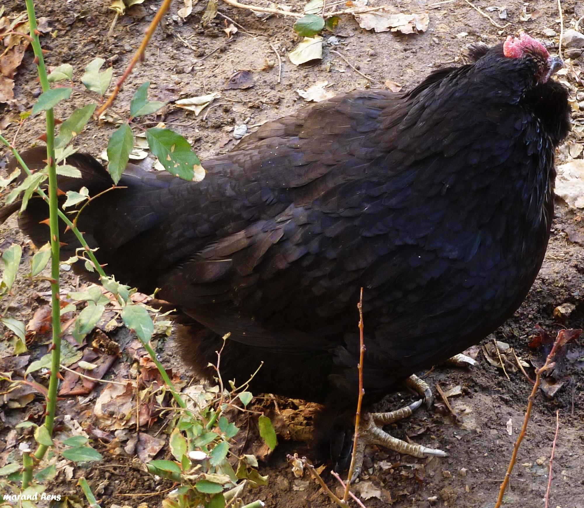 marand hens 
iranian azerbaijan local ploutry breed