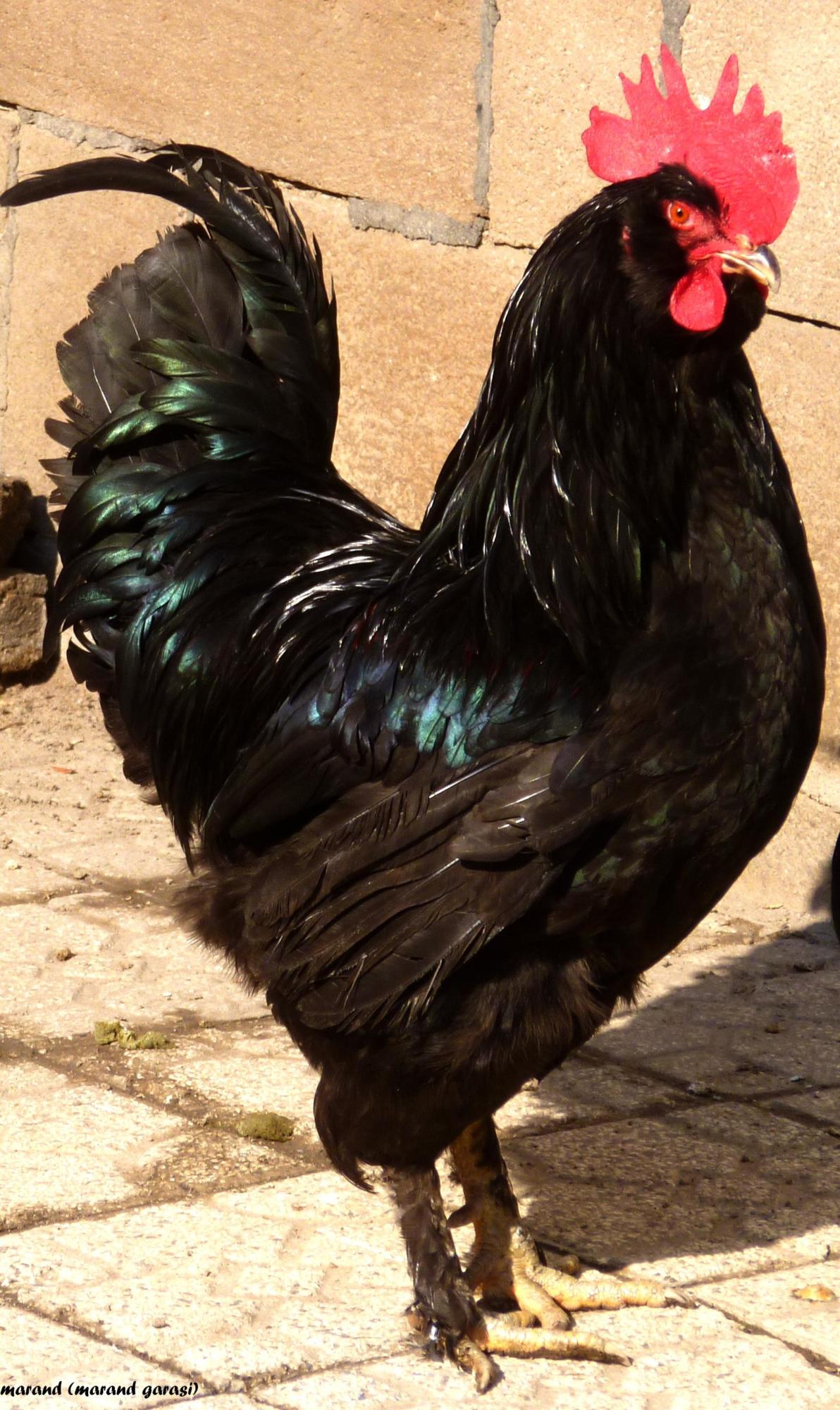marand rooster