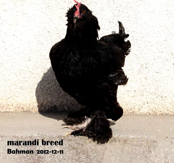 marandi 2012 
bahman -a