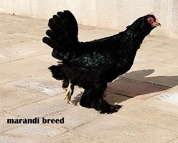 marandi 2012 
bahman -a