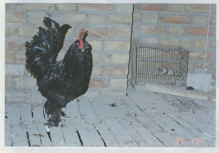 marandi 
25 years ago