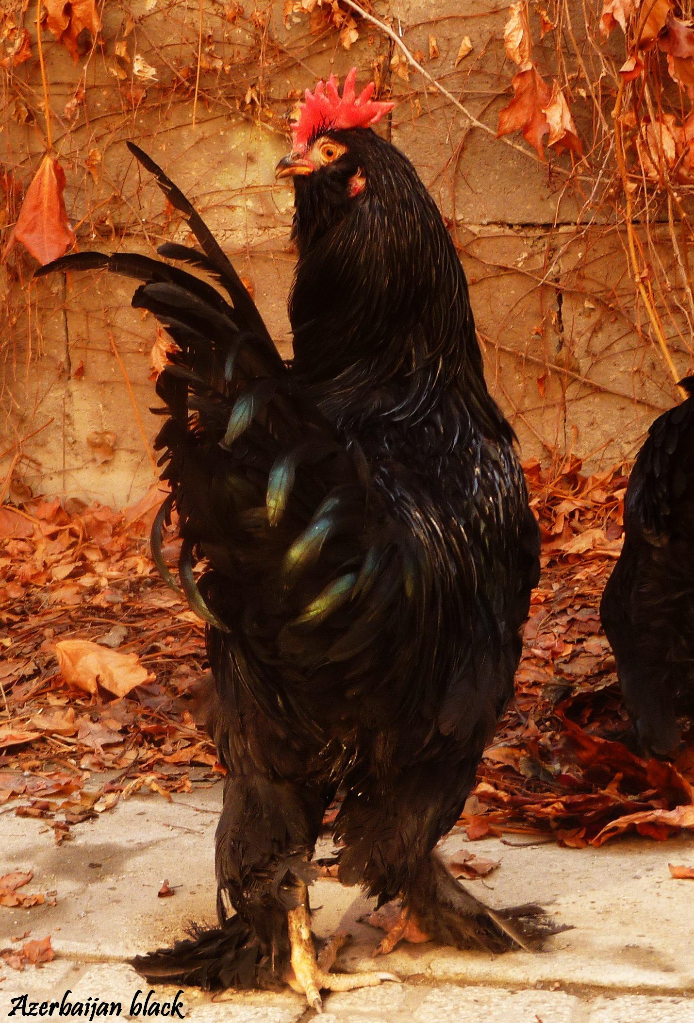 Marandi

a.k.a. Black Azerbaijan