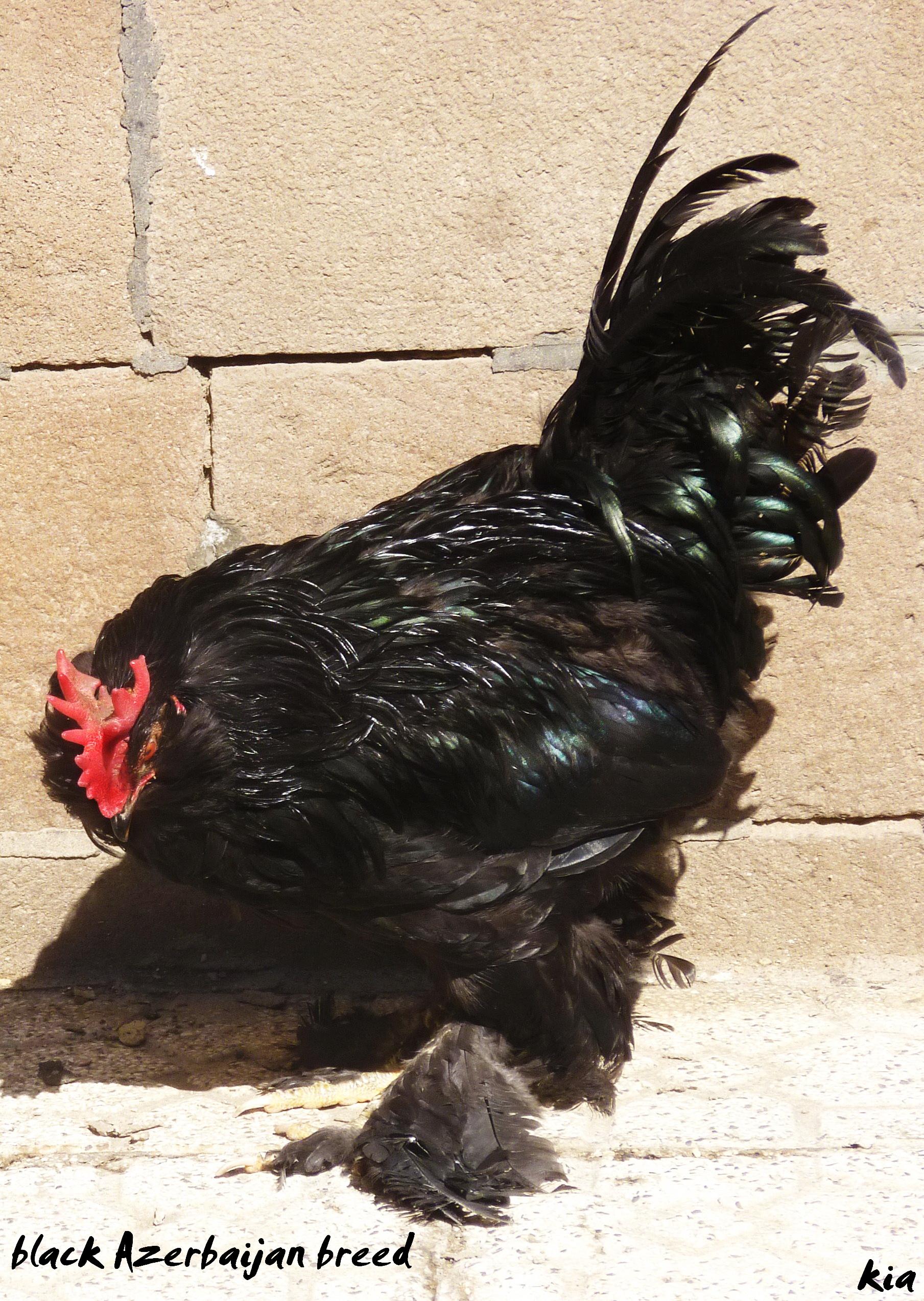 Marandi

a.k.a. Black Azerbaijan