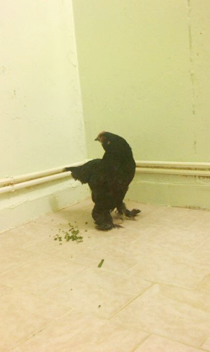 Marandi

a.k.a. Black Azerbaijan