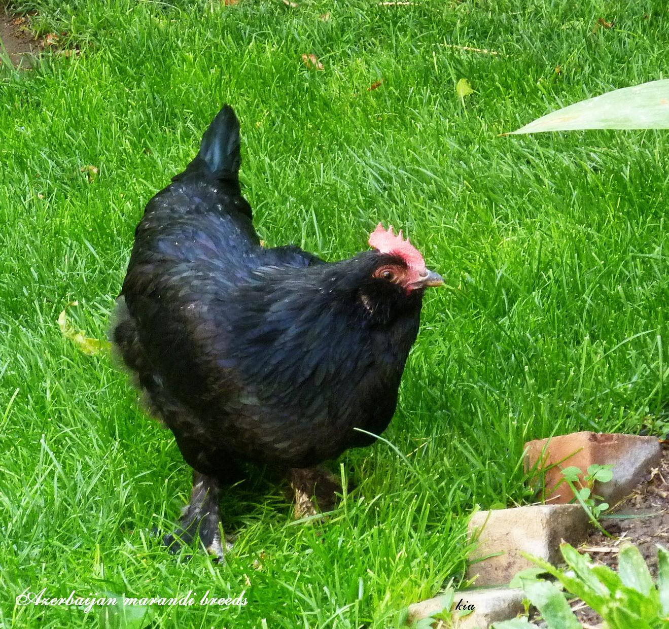 Marandi

a.k.a. Black Azerbaijan