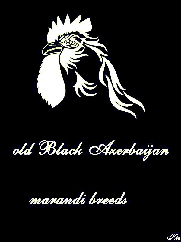 Marandi

a.k.a. Black Azerbaijan