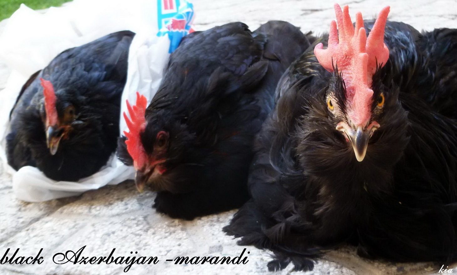 Marandi

a.k.a. Black Azerbaijan