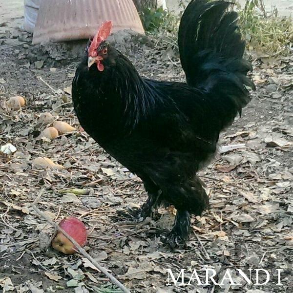 Marandi


a.k.a. Black Azerbaijan