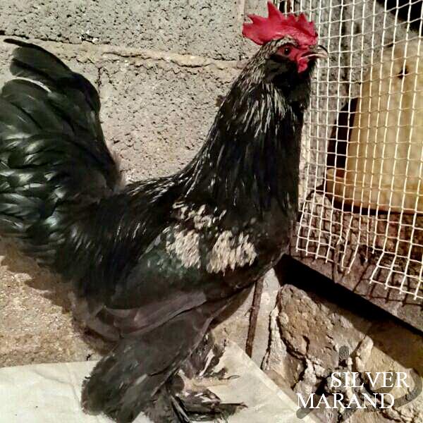 Marandi


a.k.a. Black Azerbaijan