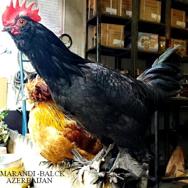 Marandi


a.k.a. Black Azerbaijan