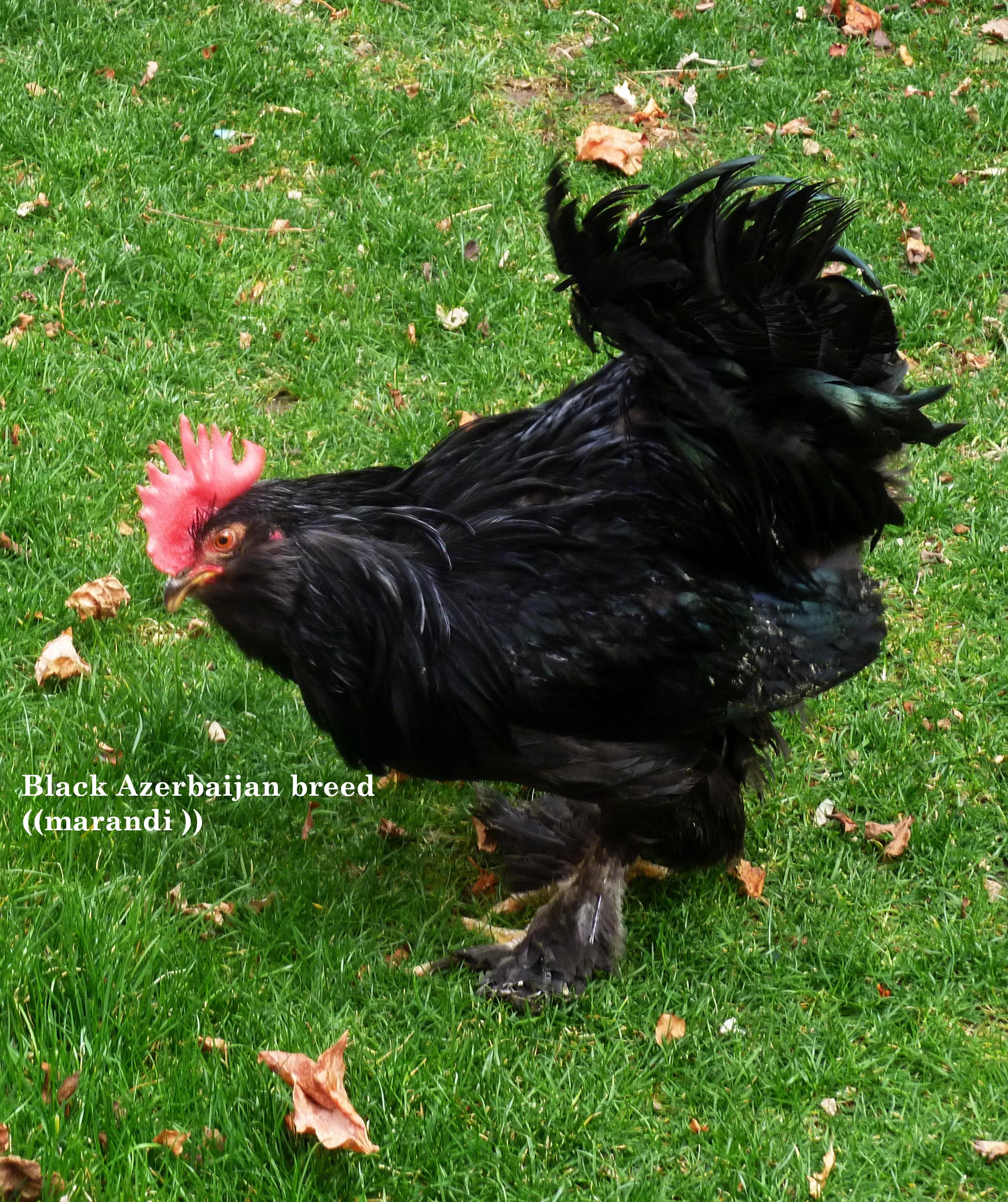 marandi-black azerbaijan