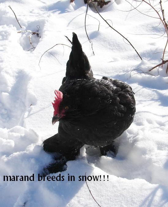 marandi breed