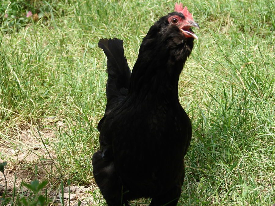marandi hen
