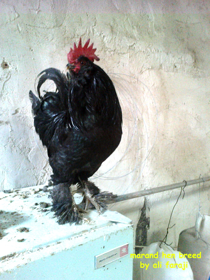 marandi rooster