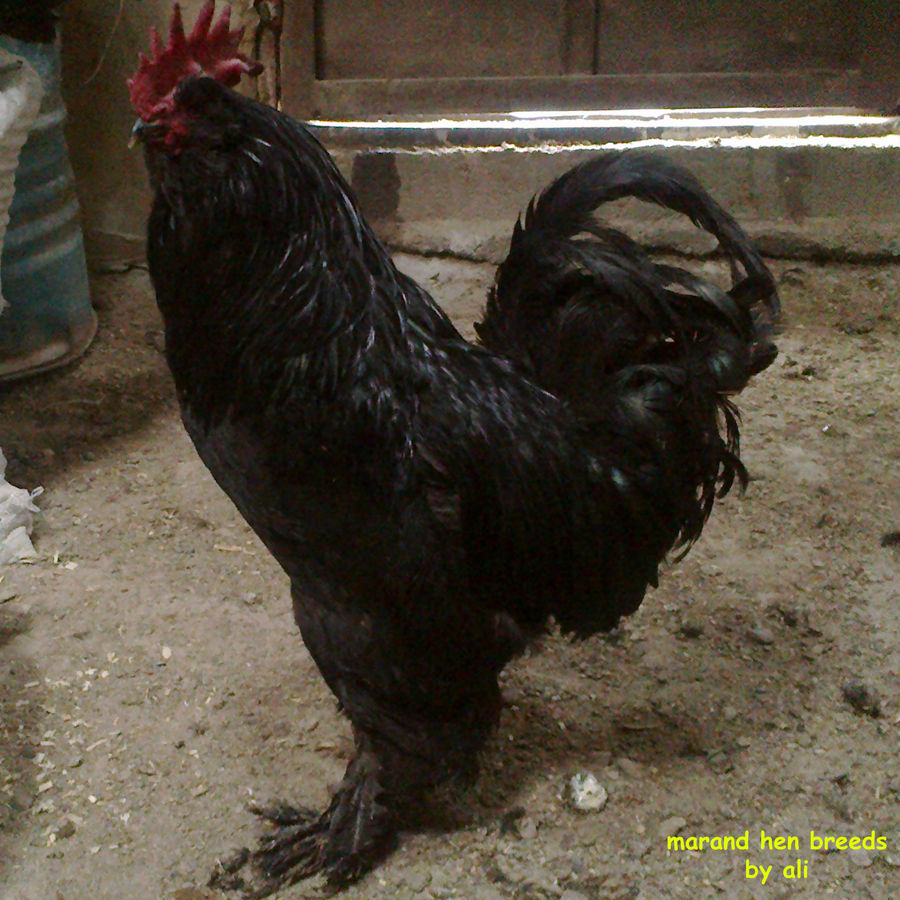 marandi rooster