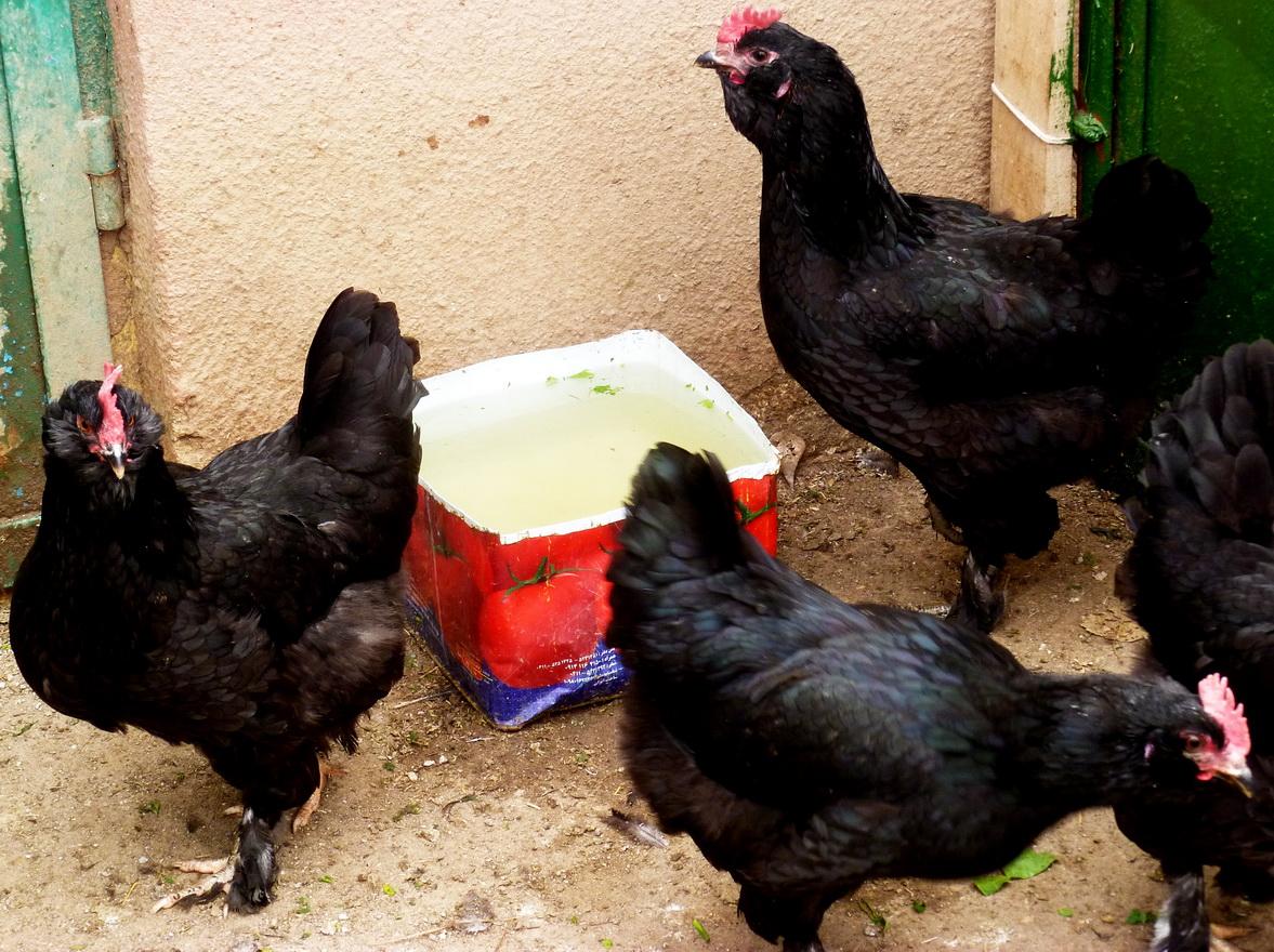 marandi young pullet