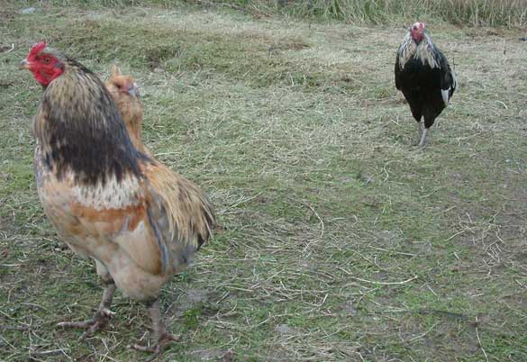Marango and son with a Buff Ameraucana hen scuttling by. These two are Araucanas, both tufted however the father's (left) are hardly visible anymore.