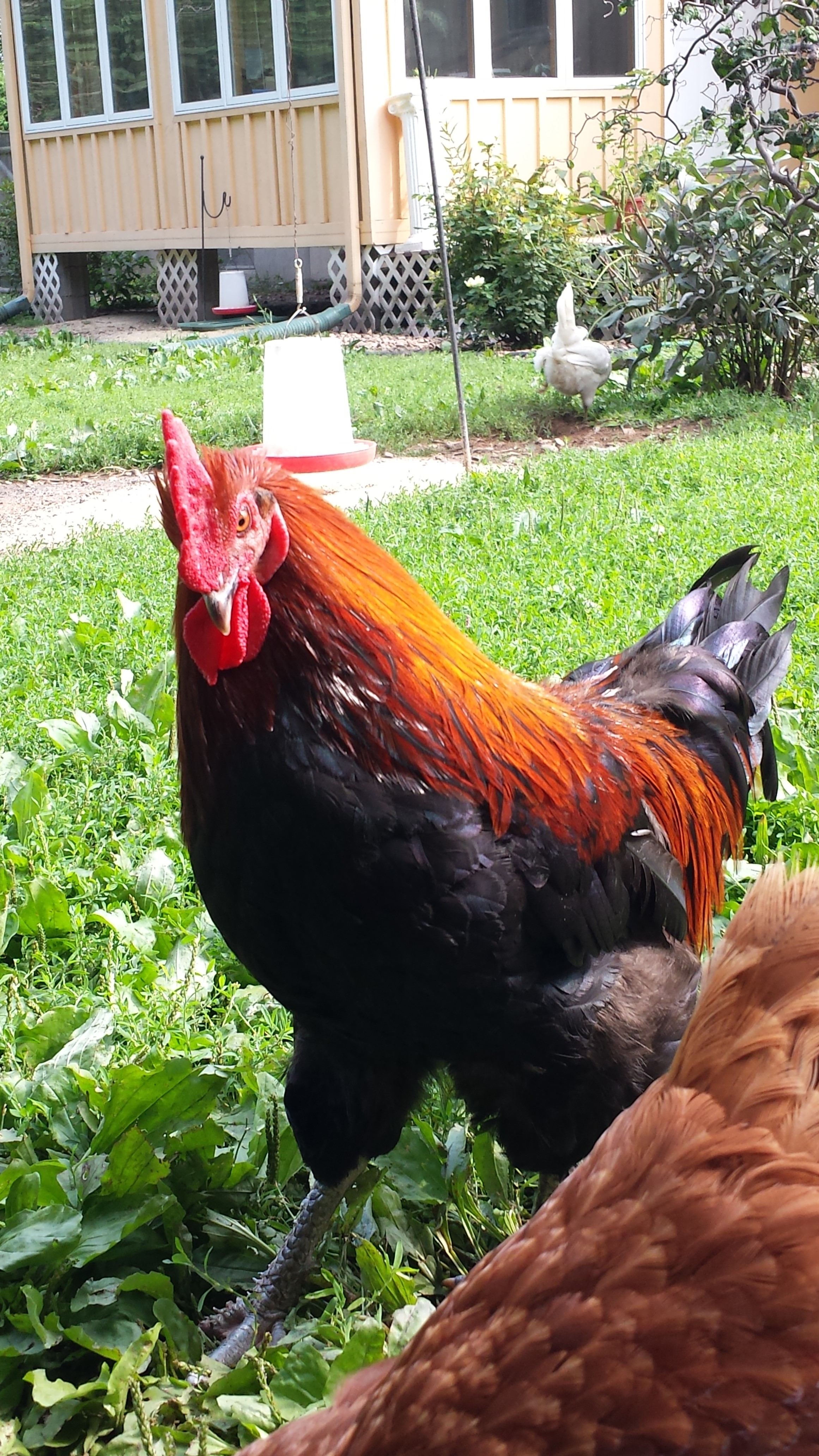 Marano.  French Black copper marans, watching one of his favorite gilrs. reddy (RIR hen) eat a morsel he found.