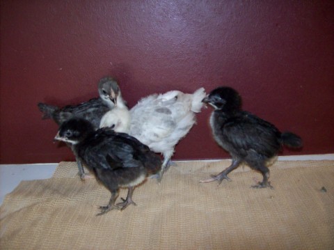 Marans! 1 blue copper, 2 black copper, 1 splash.