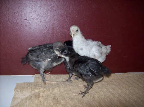 Marans! 1 blue copper, 2 black copper, 1 splash.