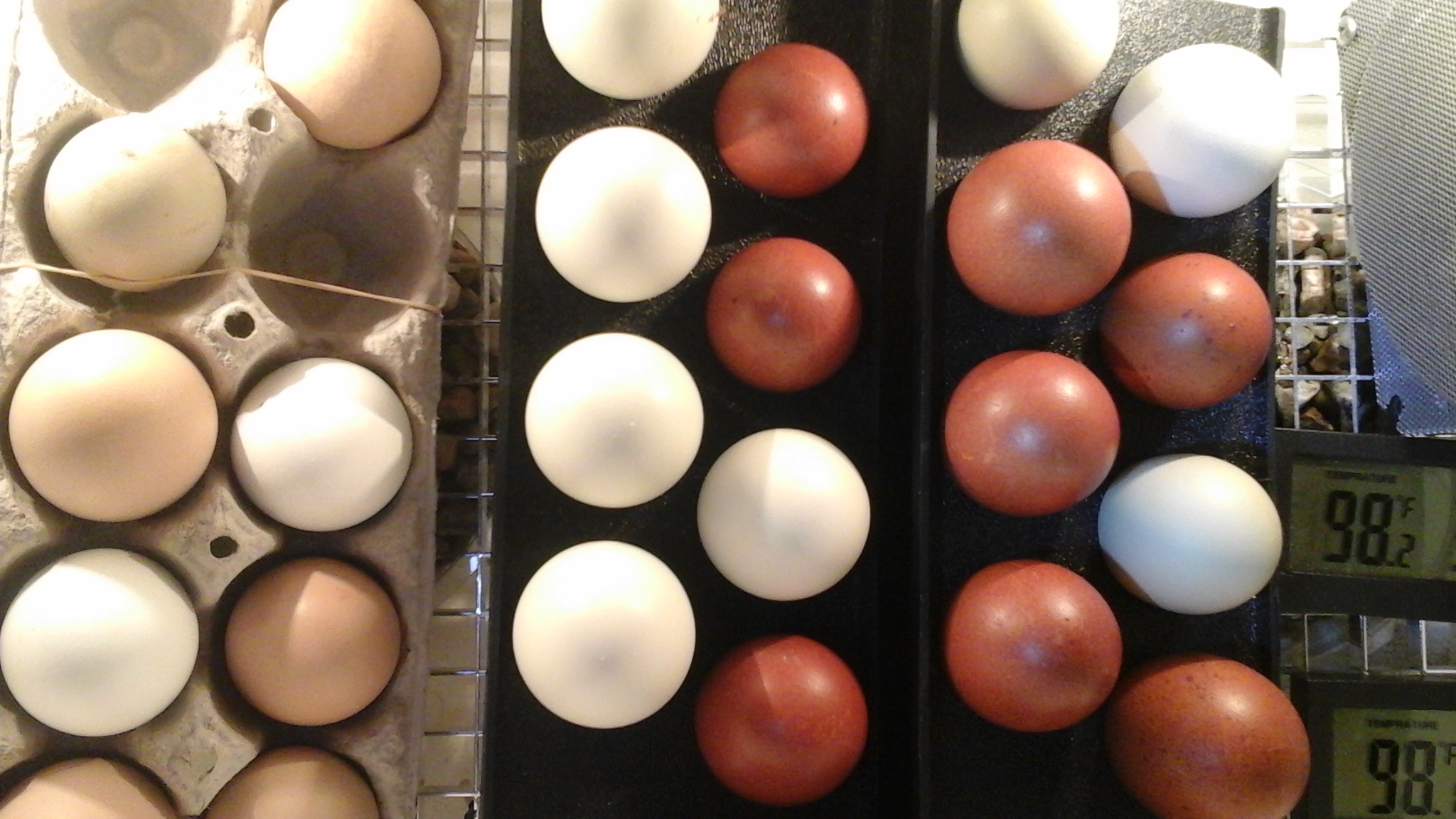 Marans  and Easter Eggers