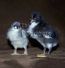 Marans chicks 2012