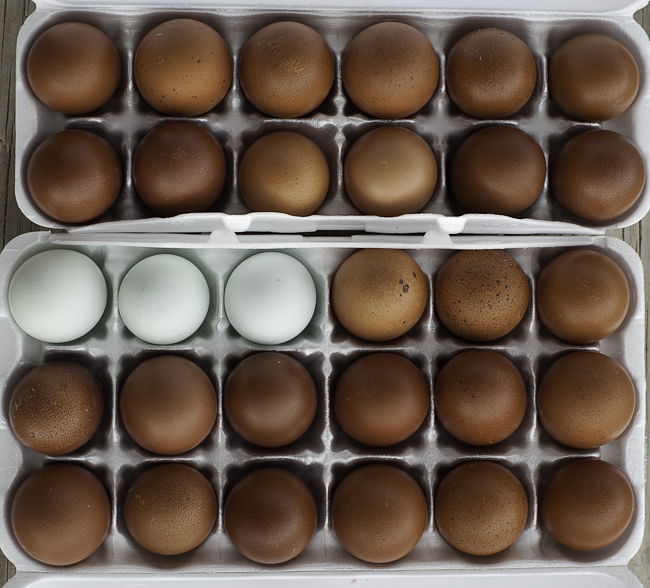 Marans eggs with three eggs from my EEs