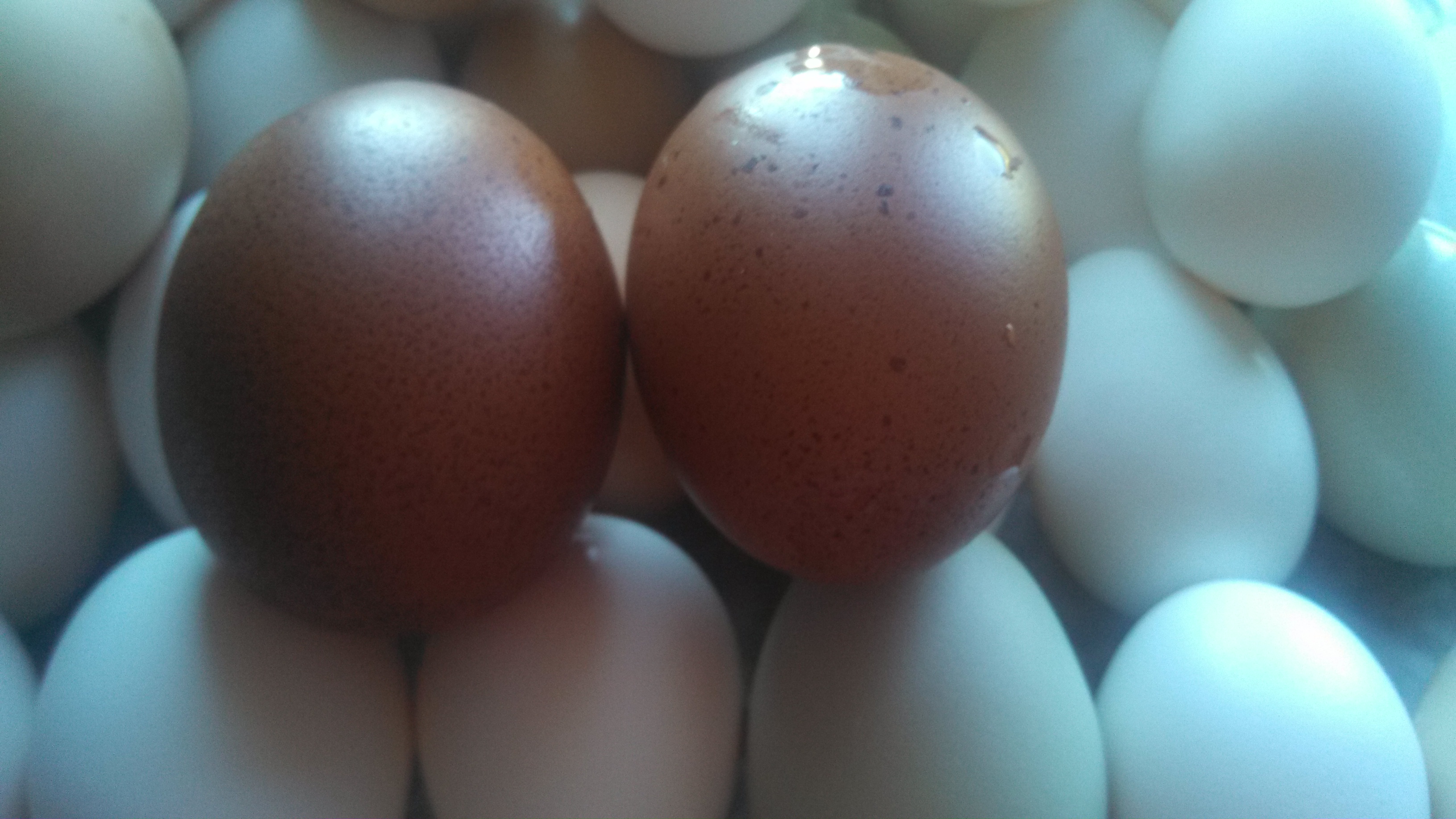 Marans eggs!