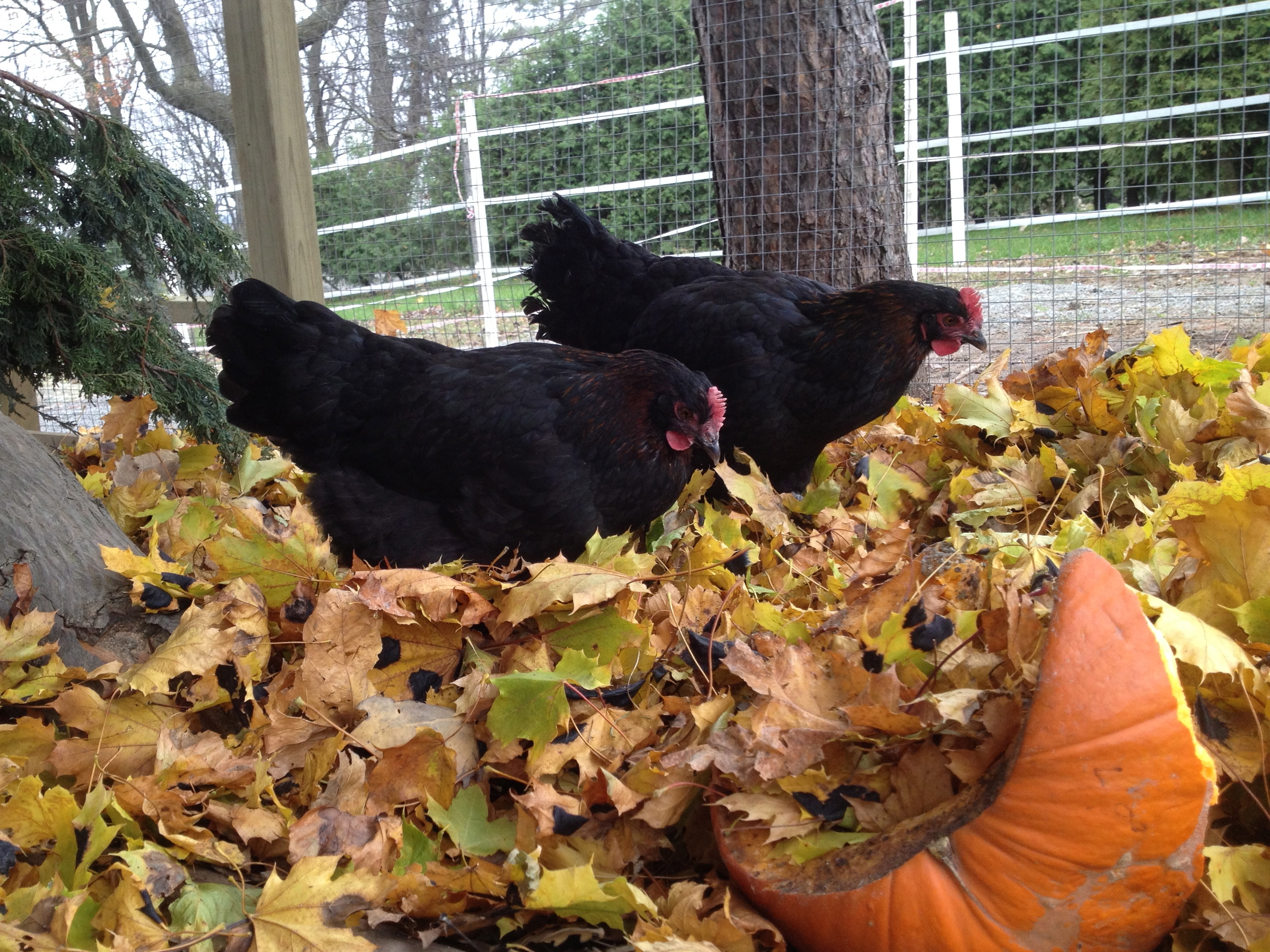 Marans enjoying a fresh load of fall leaves