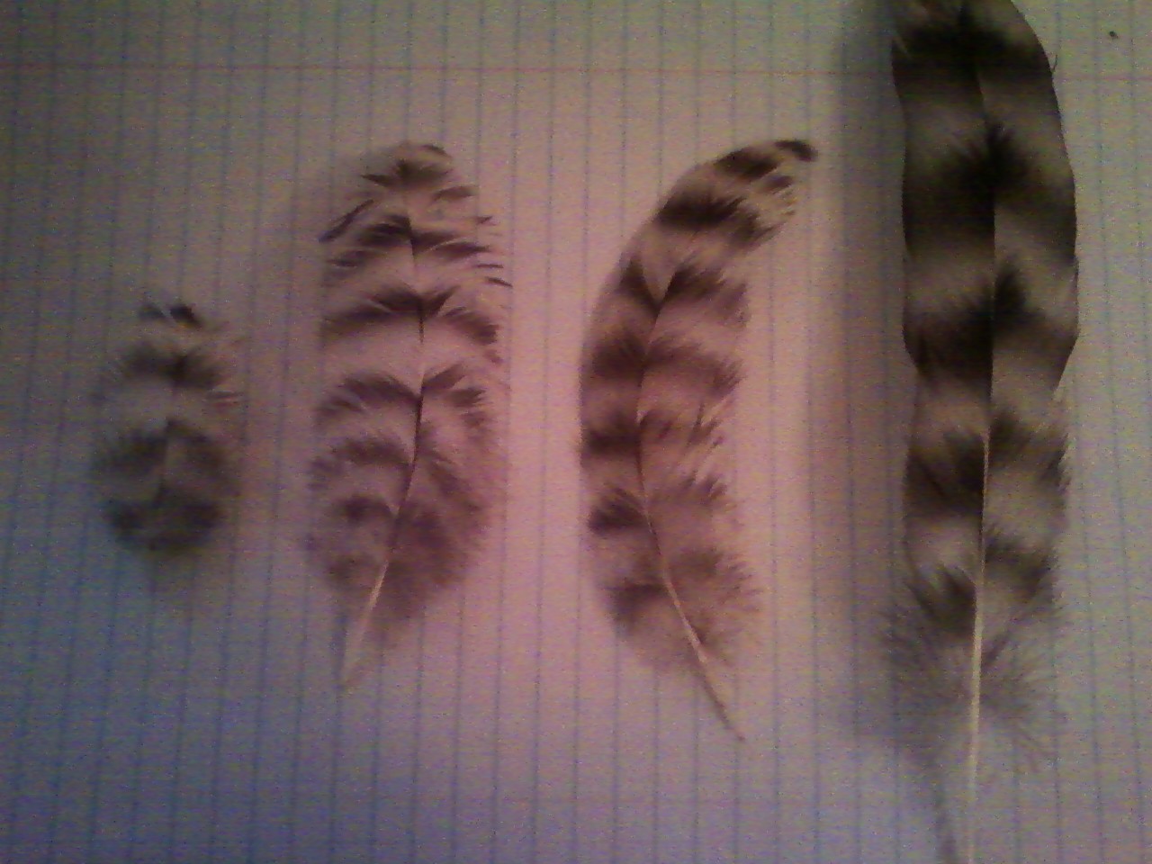 Marans Feather Barring