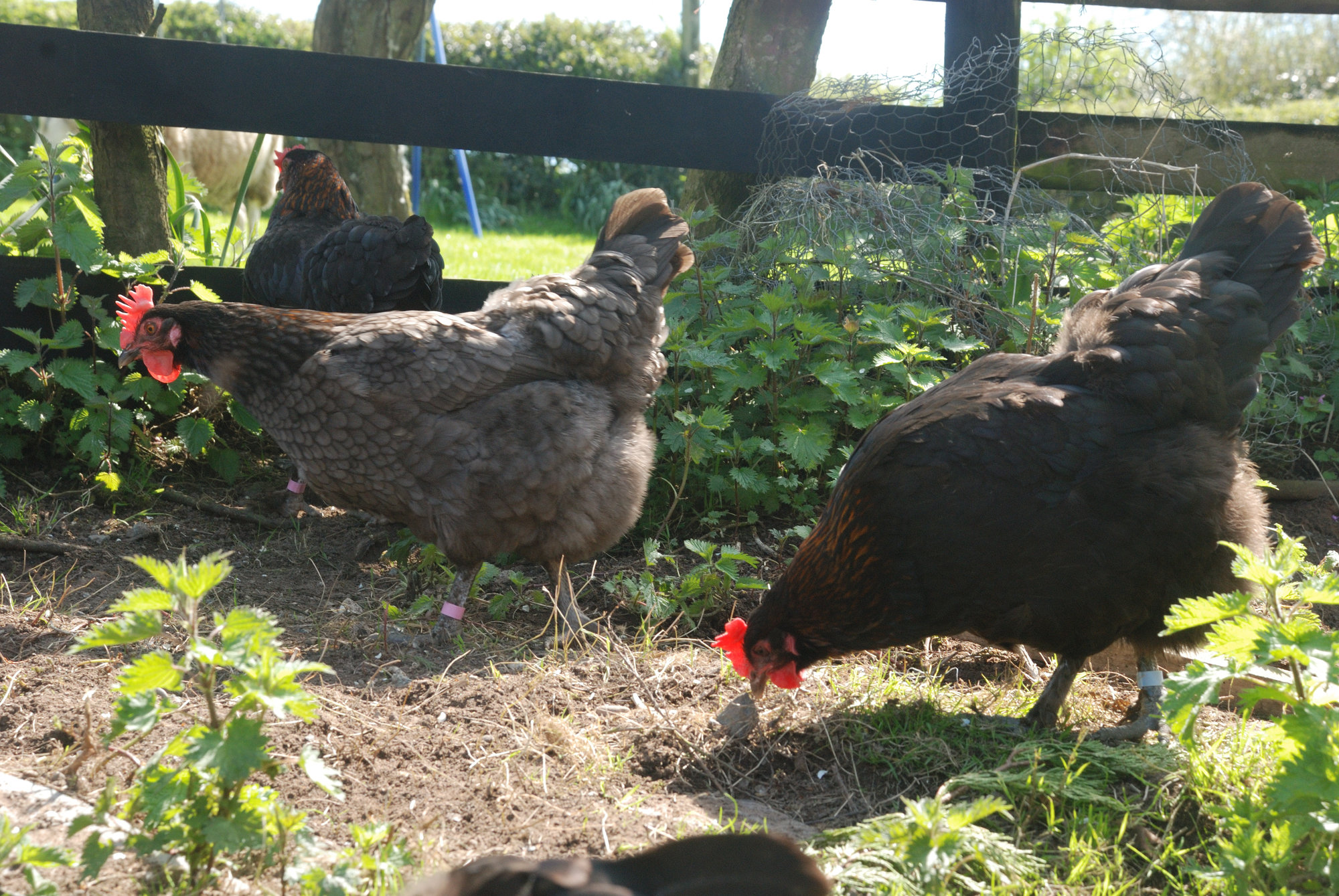 Marans hens