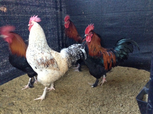 Marans Roosters