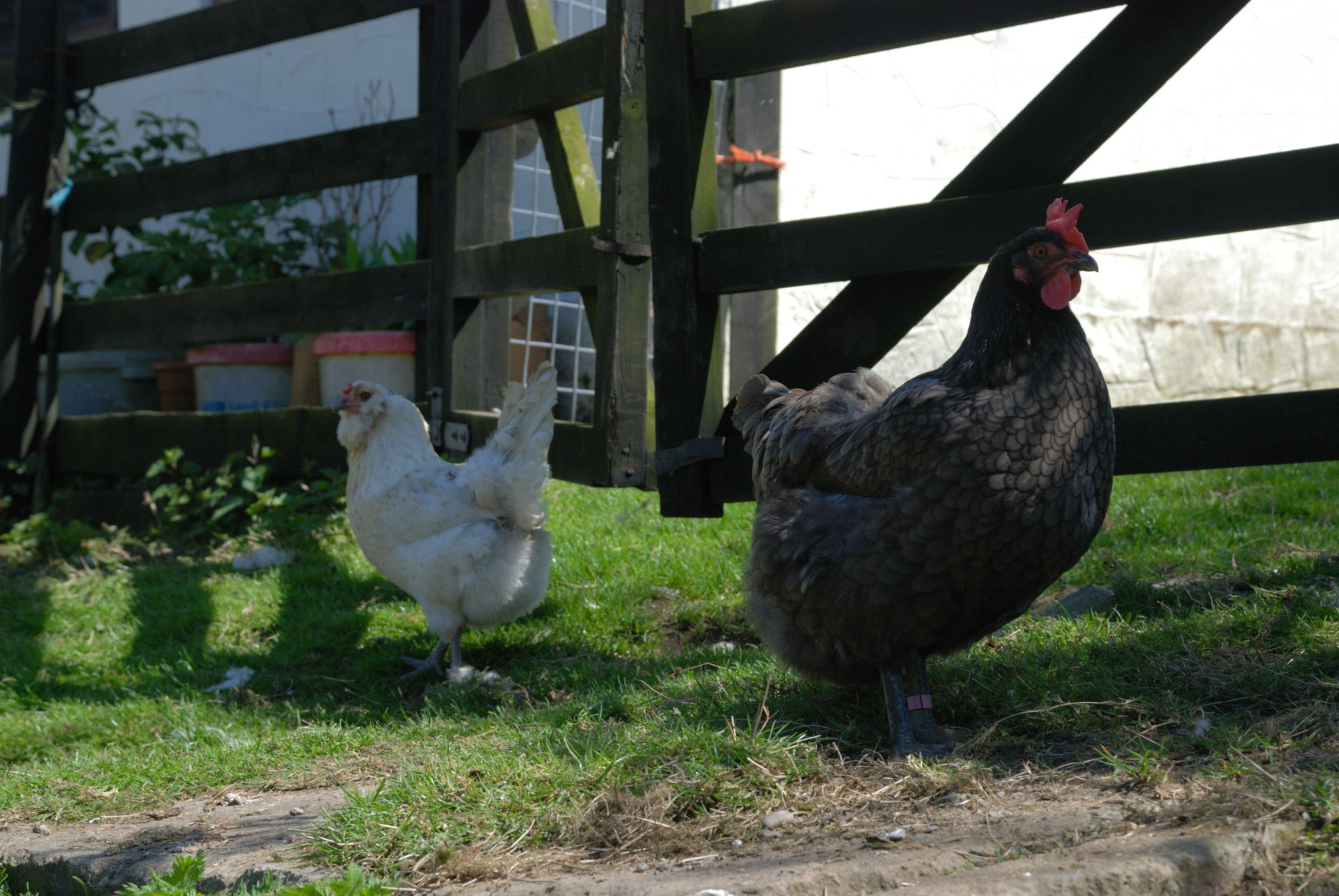 Marans & Skye (mixed breed)