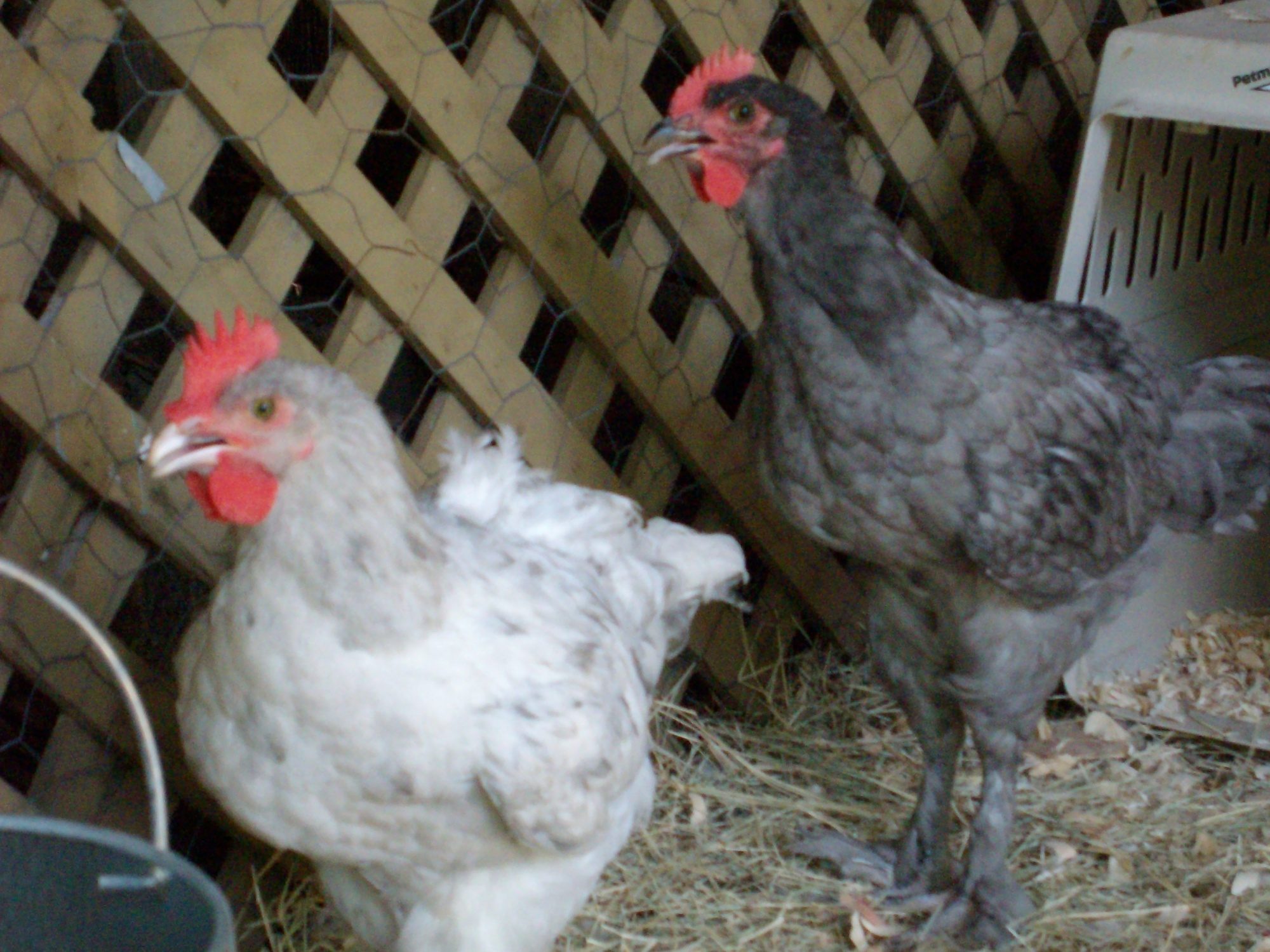 Marans- Splash and Blue roos