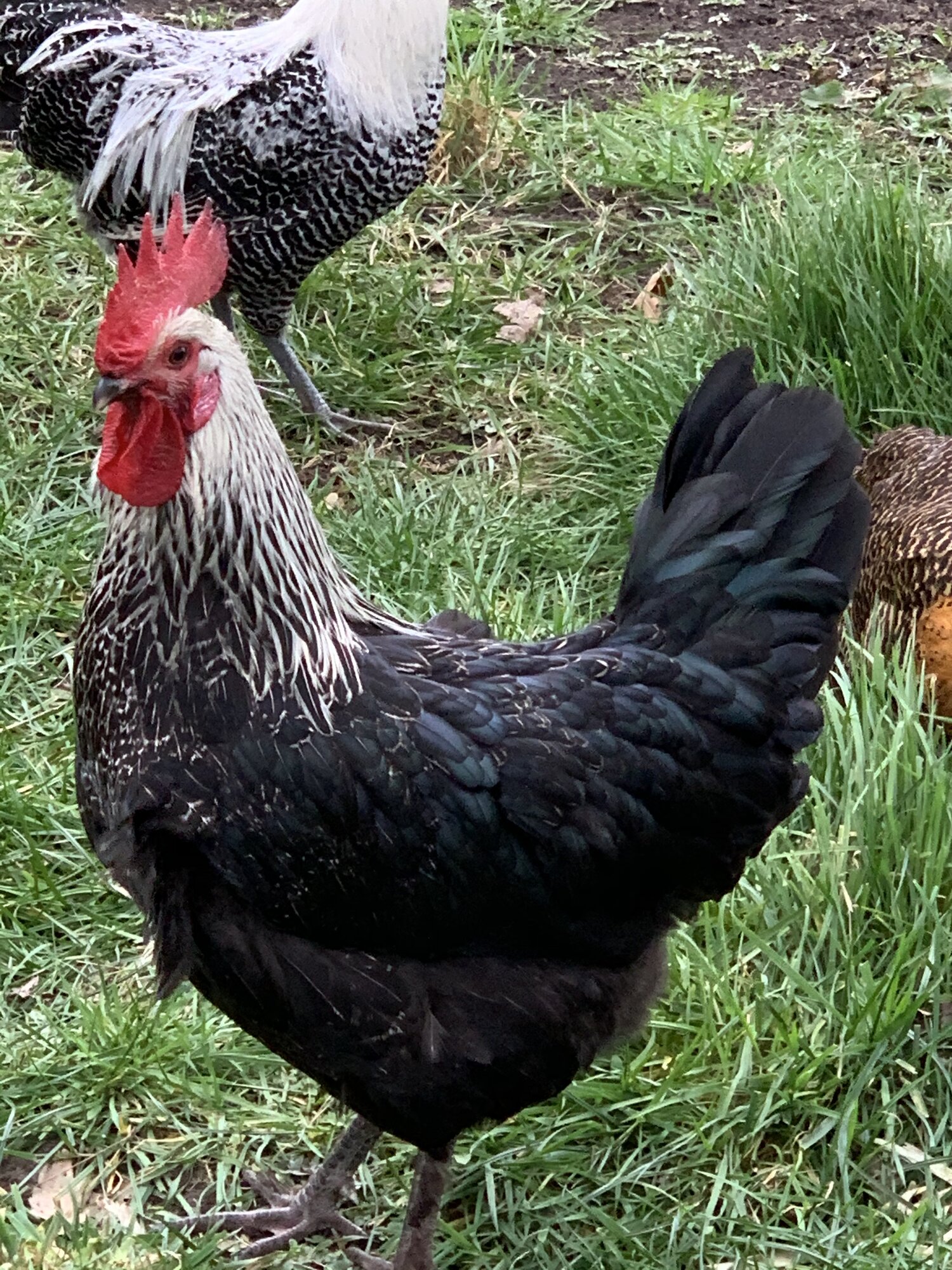 Marans x campine rooster