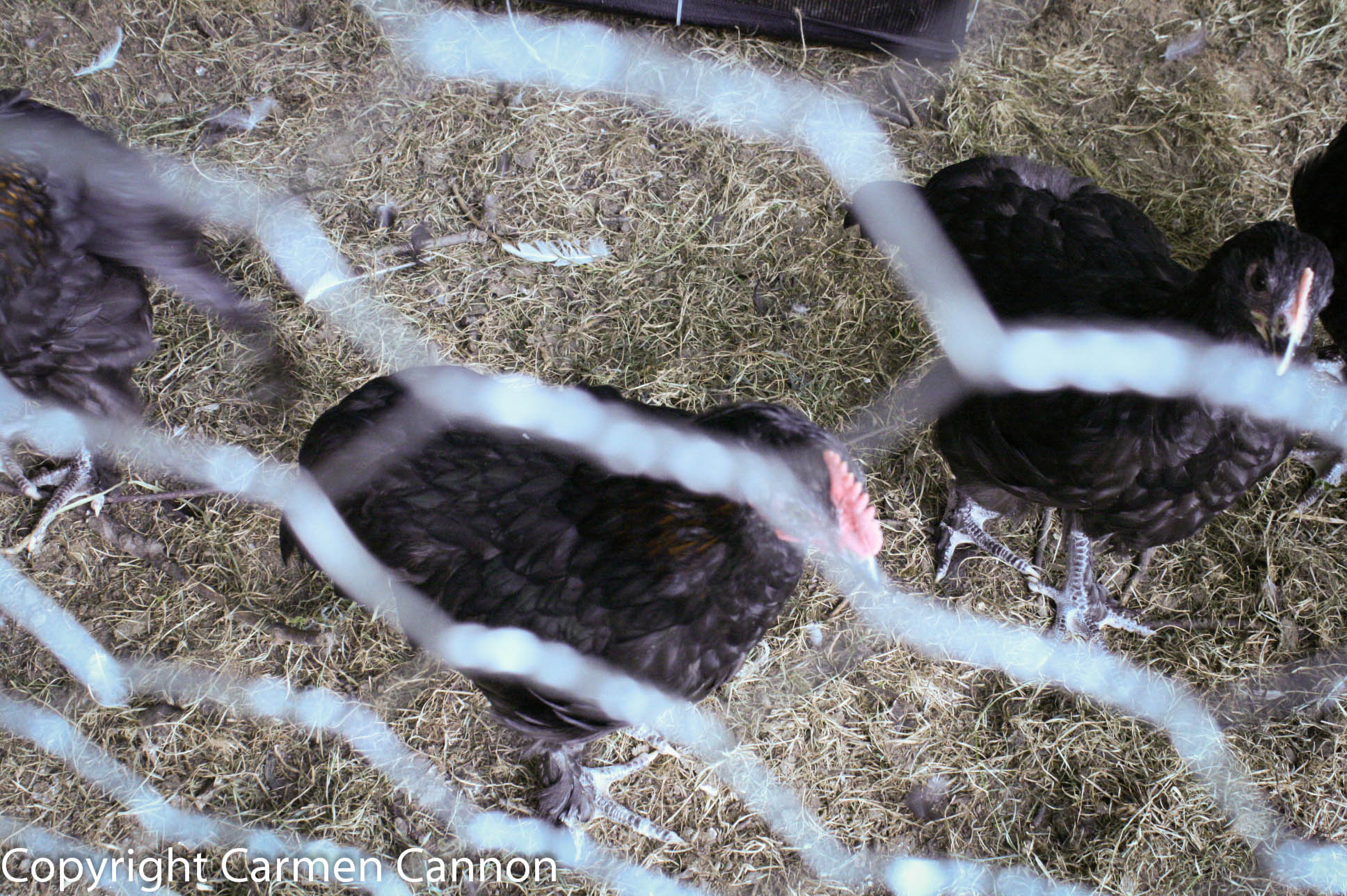marans