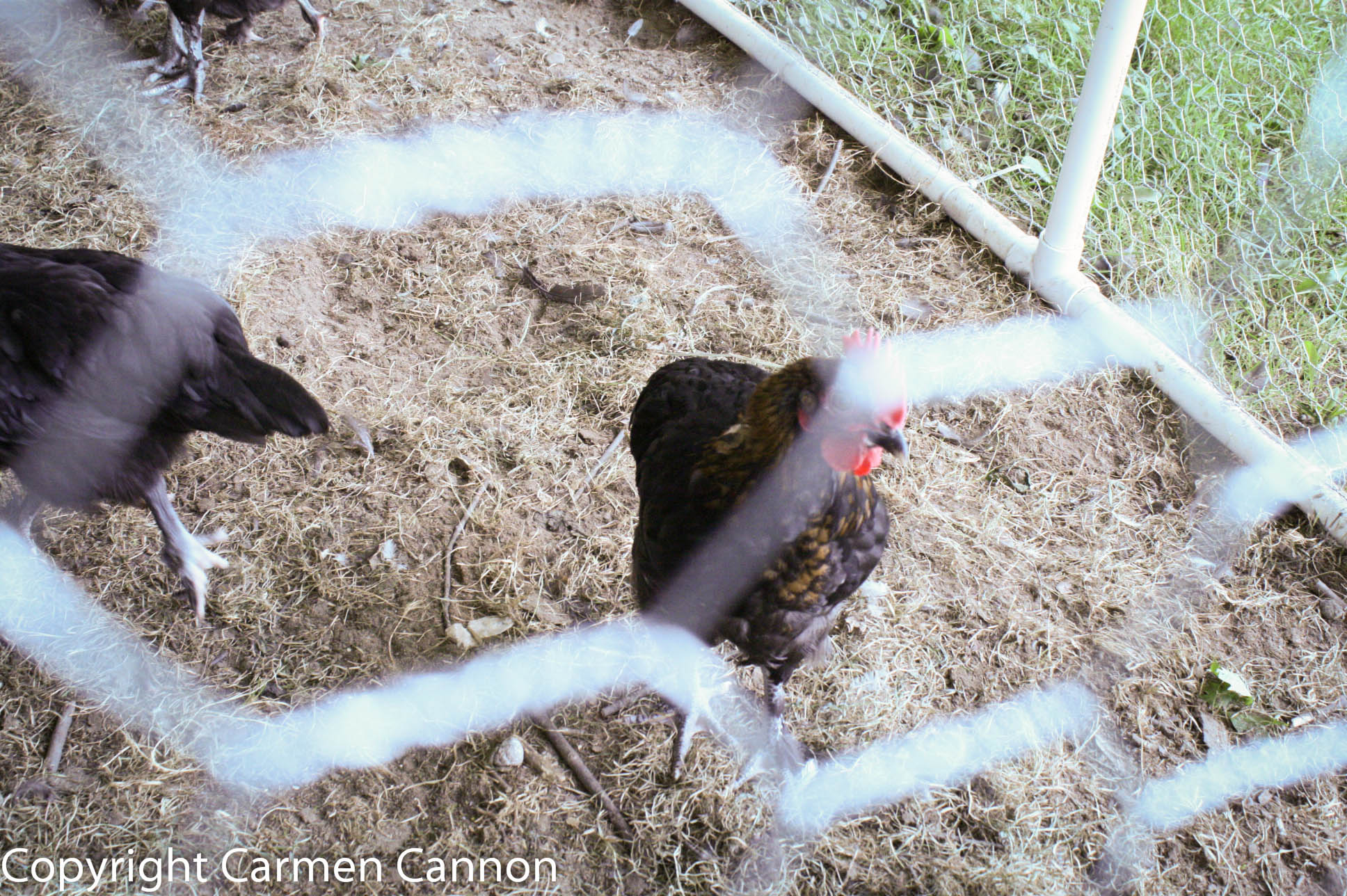marans