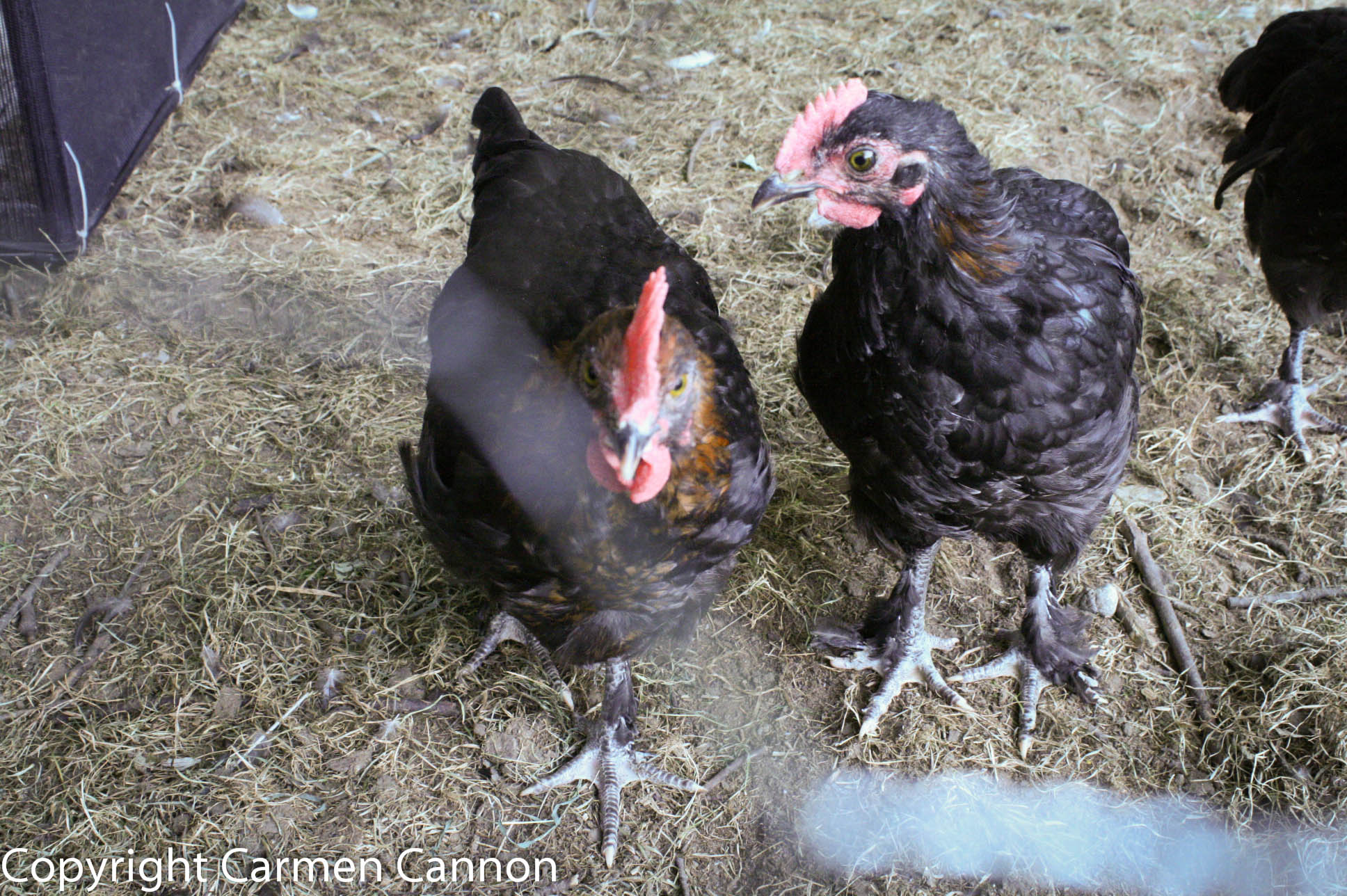 marans