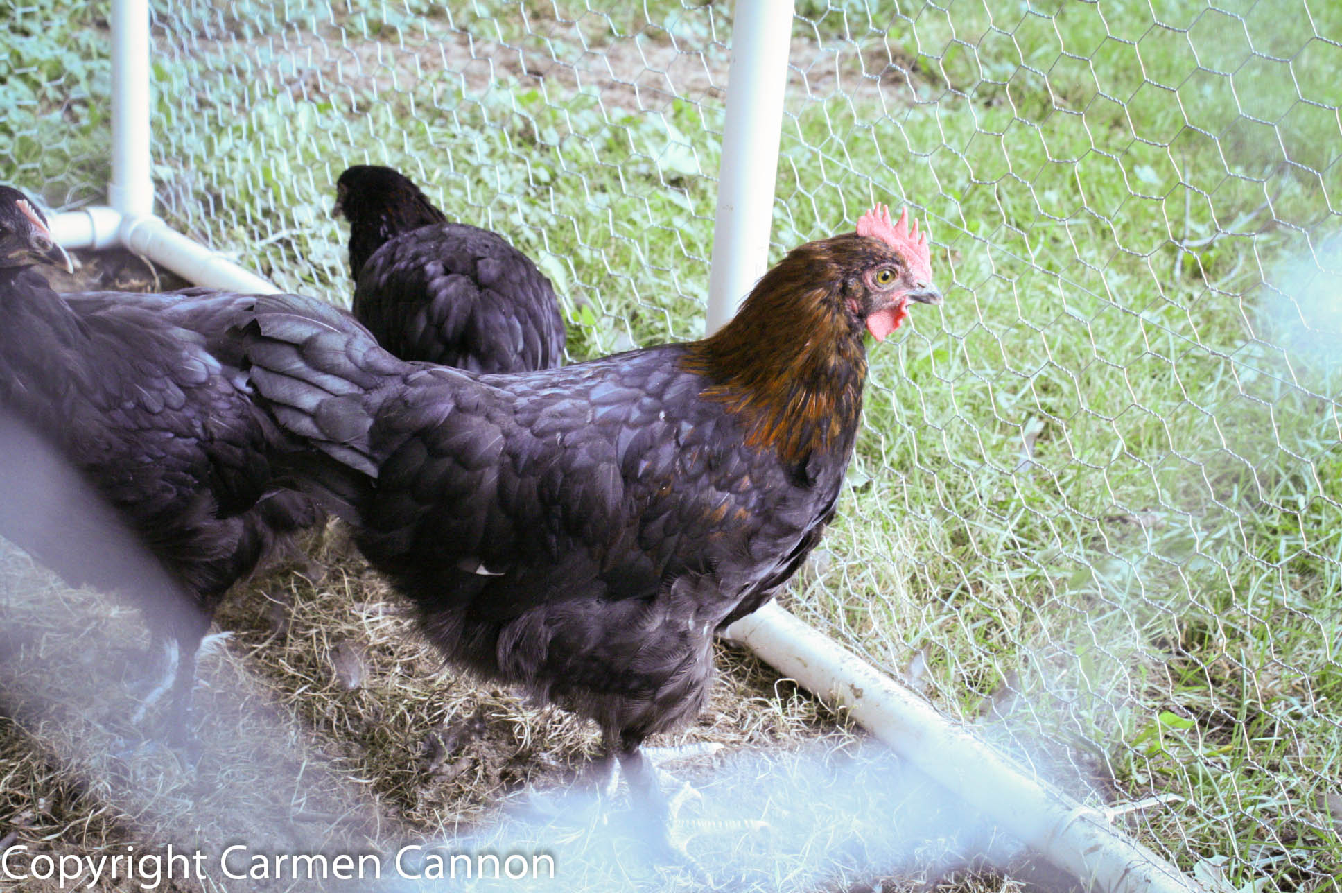 marans
