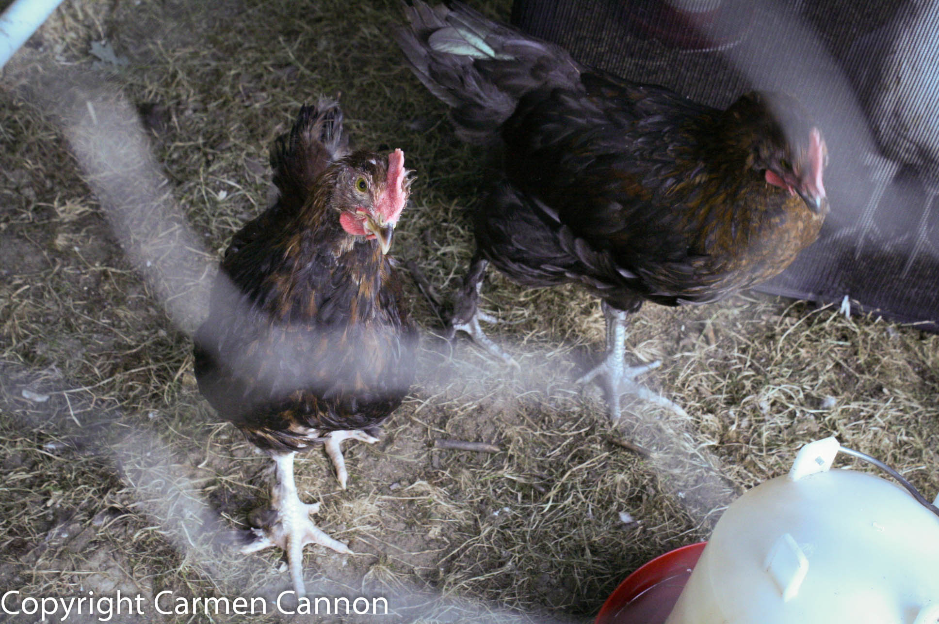 marans