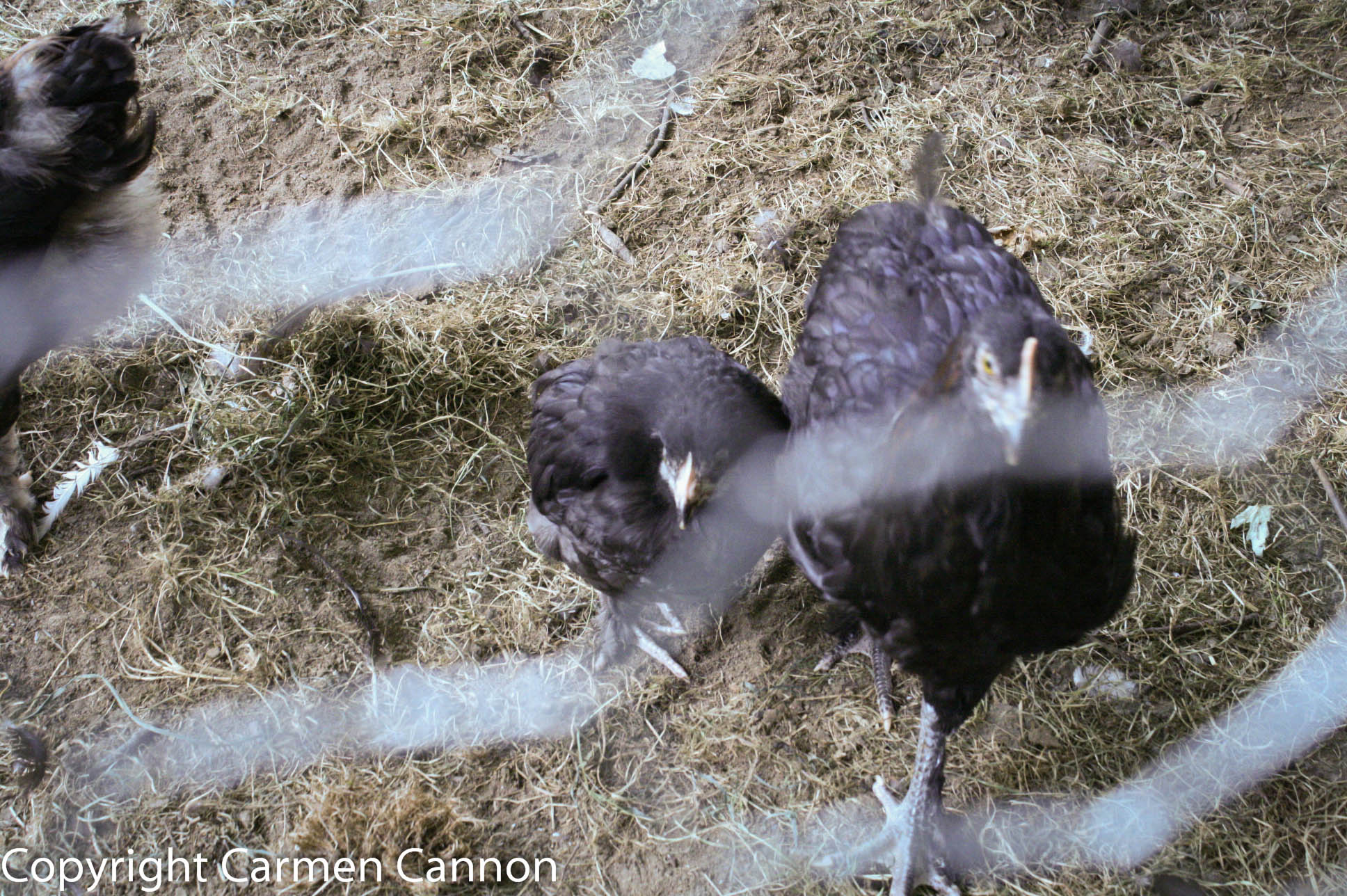 marans