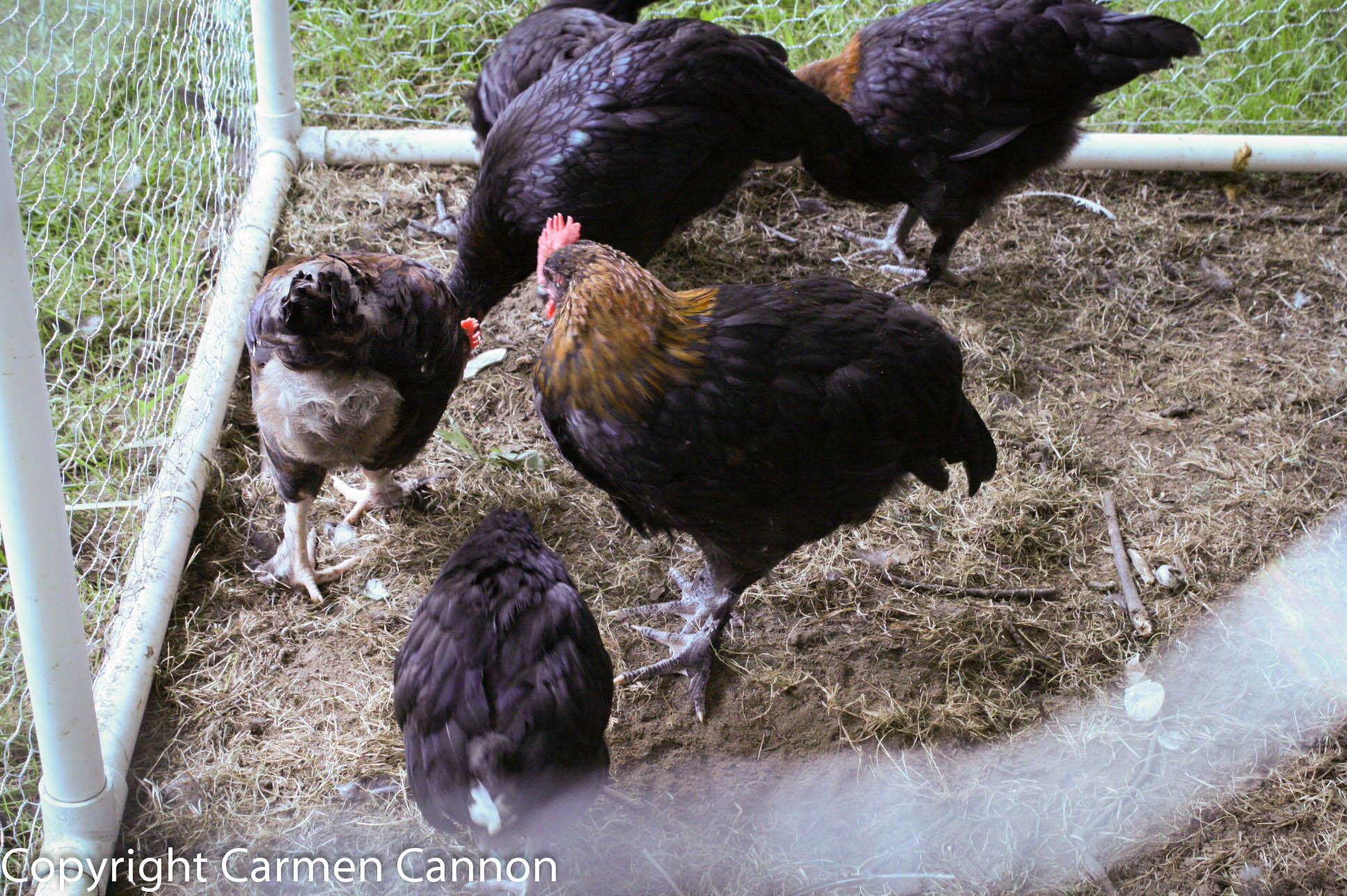 marans