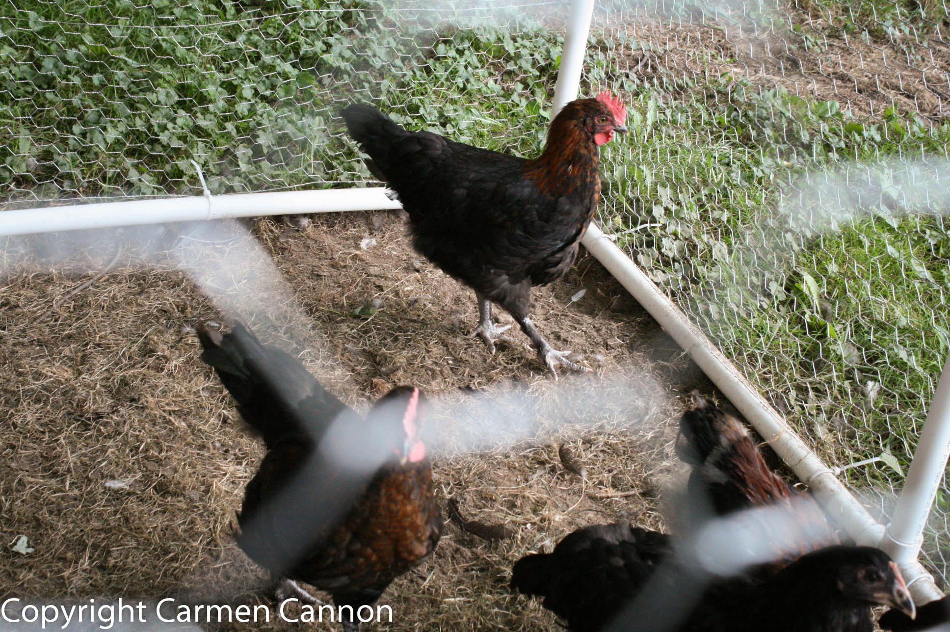 marans