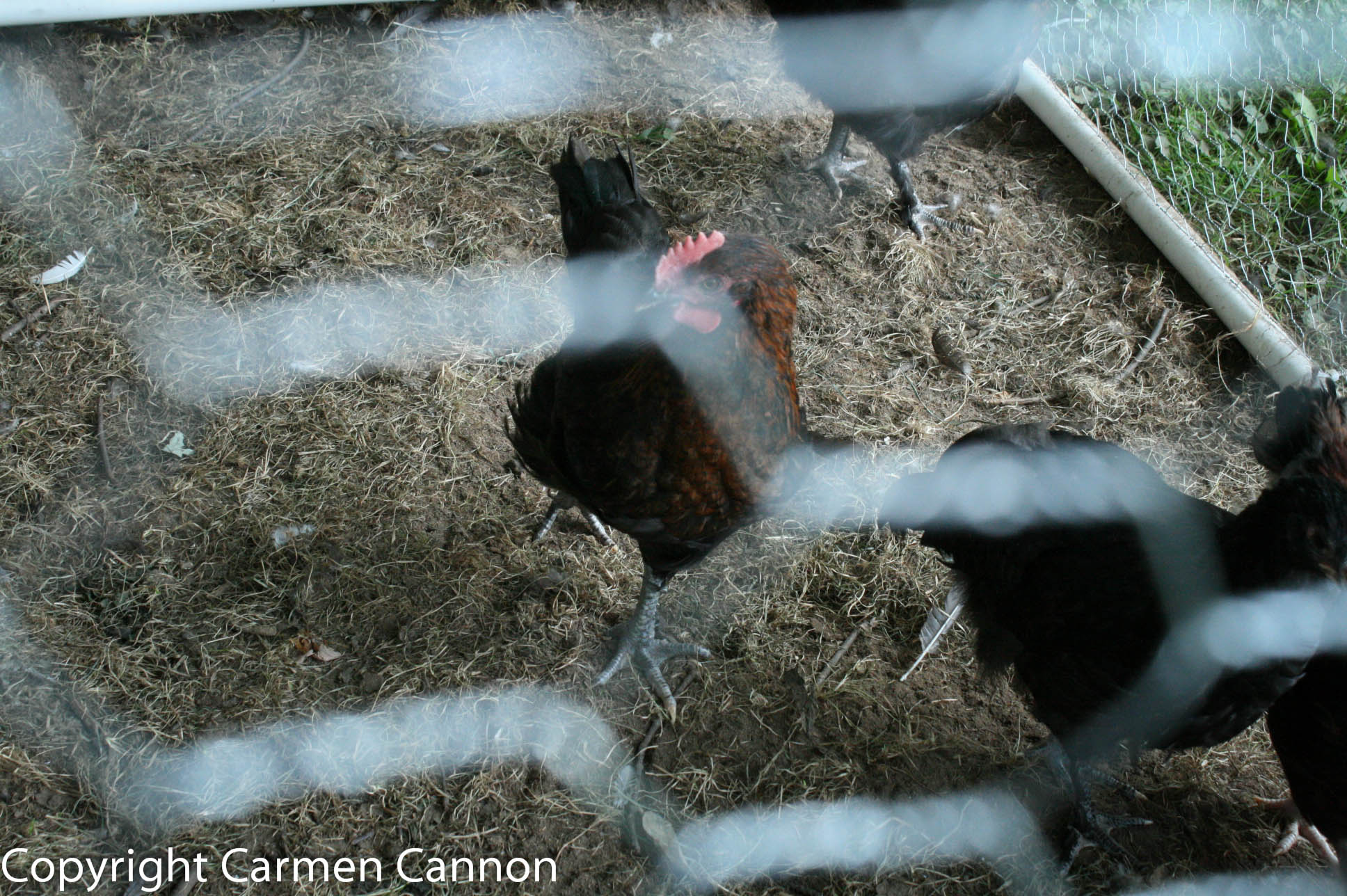 marans