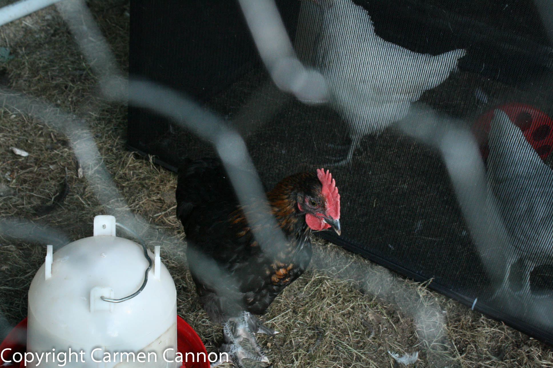 marans