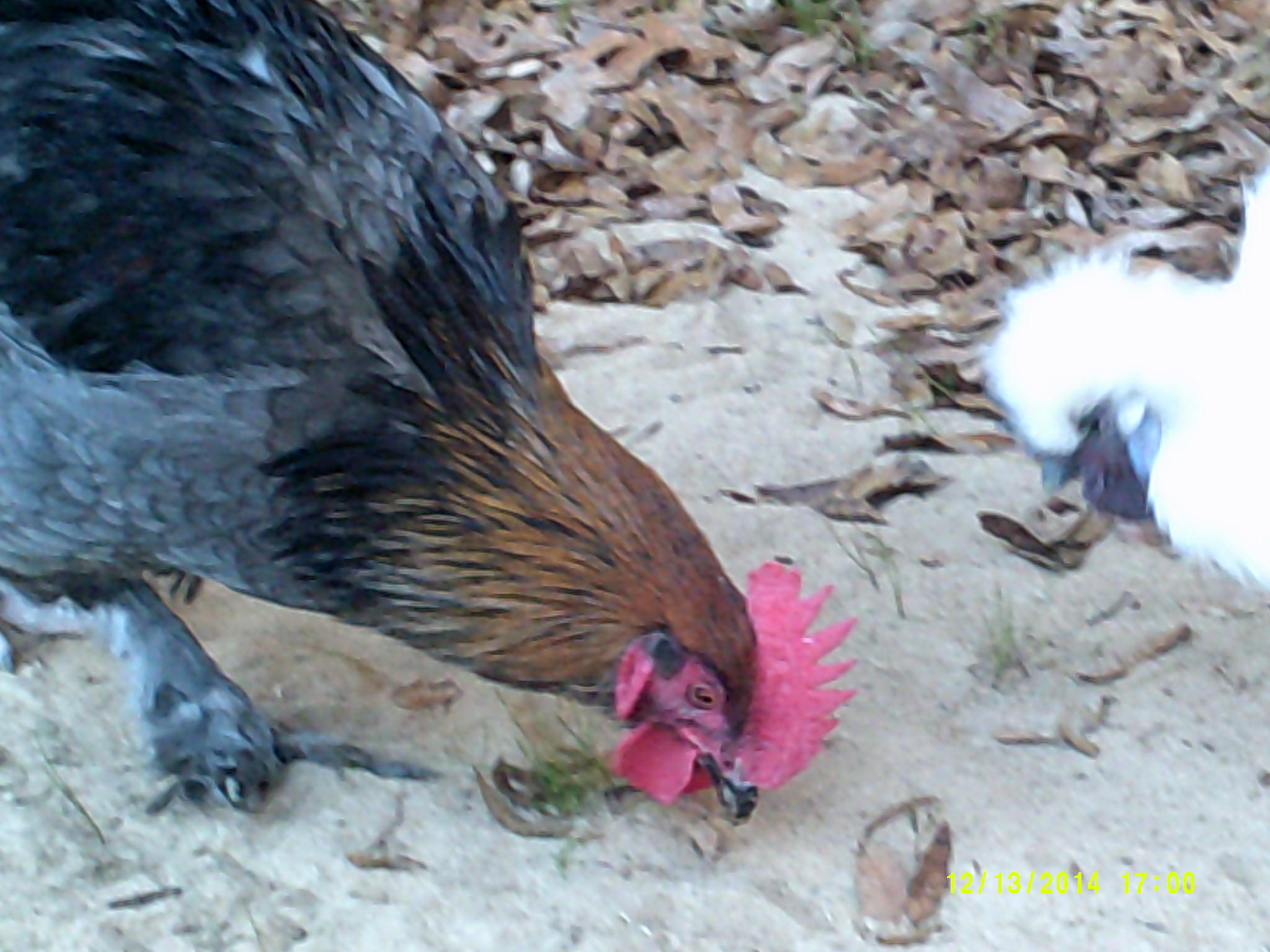 Marans